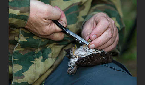 Sperlingskauz (Glaucidium passerinum)