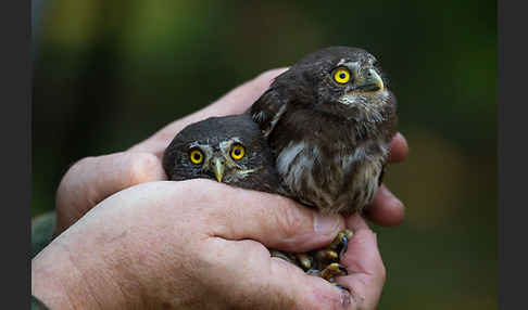 Sperlingskauz (Glaucidium passerinum)