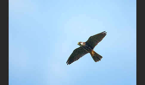 Baumfalke (Falco subbuteo)