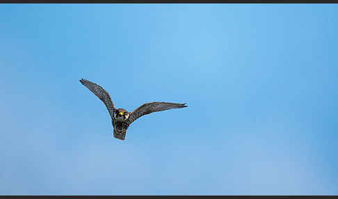 Baumfalke (Falco subbuteo)