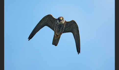 Baumfalke (Falco subbuteo)