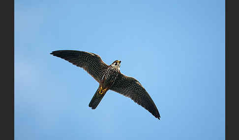 Baumfalke (Falco subbuteo)