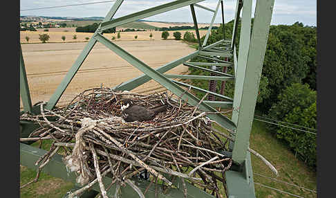 Baumfalke (Falco subbuteo)