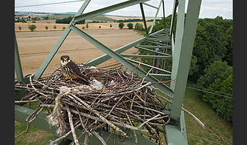 Baumfalke (Falco subbuteo)