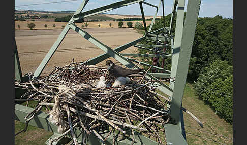 Baumfalke (Falco subbuteo)