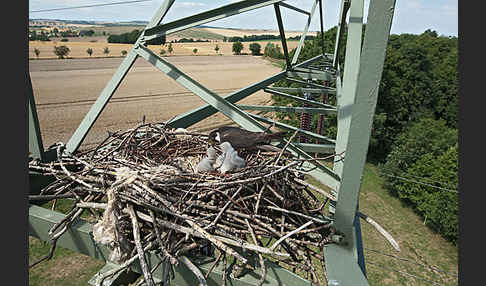 Baumfalke (Falco subbuteo)