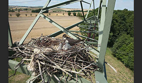 Baumfalke (Falco subbuteo)