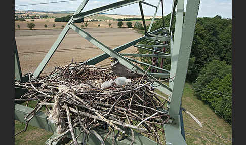 Baumfalke (Falco subbuteo)