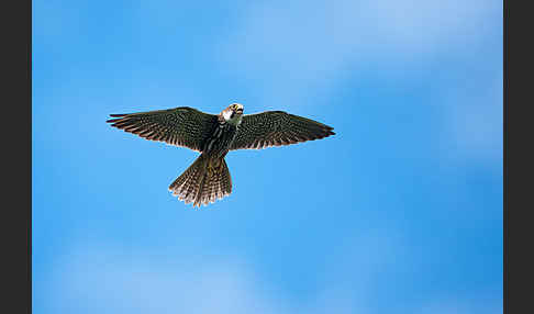 Baumfalke (Falco subbuteo)