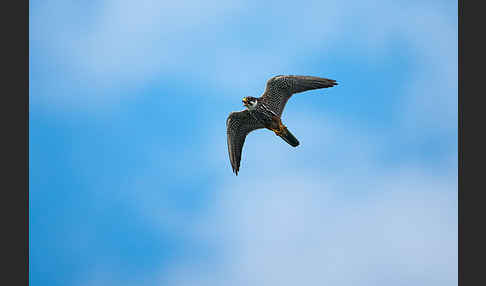 Baumfalke (Falco subbuteo)