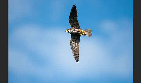 Baumfalke (Falco subbuteo)