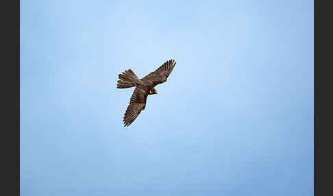 Baumfalke (Falco subbuteo)