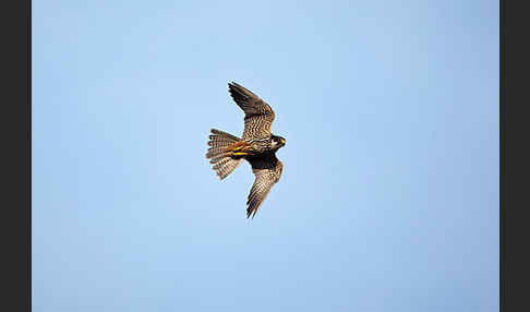 Baumfalke (Falco subbuteo)