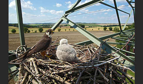 Baumfalke (Falco subbuteo)