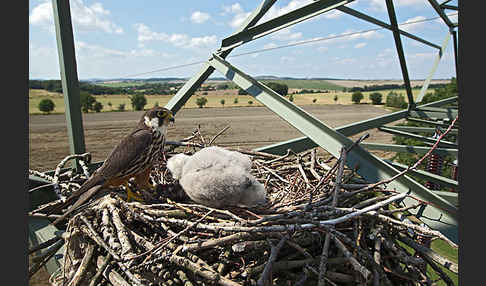 Baumfalke (Falco subbuteo)