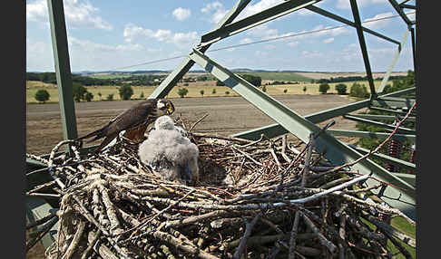 Baumfalke (Falco subbuteo)