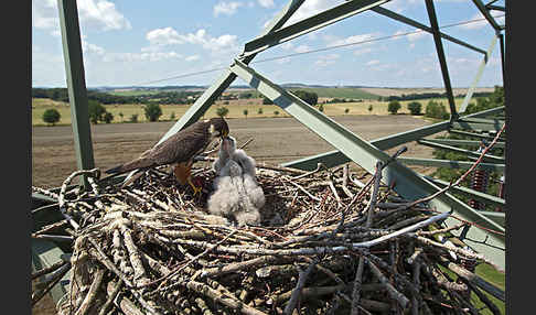 Baumfalke (Falco subbuteo)