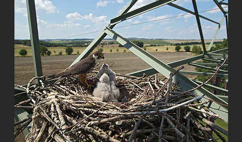 Baumfalke (Falco subbuteo)