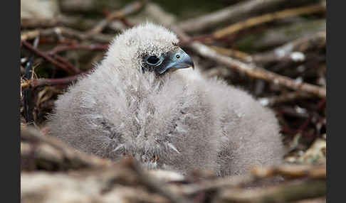 Baumfalke (Falco subbuteo)