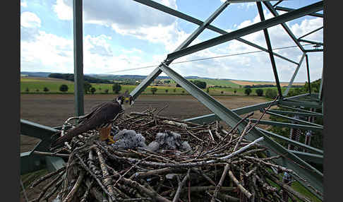 Baumfalke (Falco subbuteo)