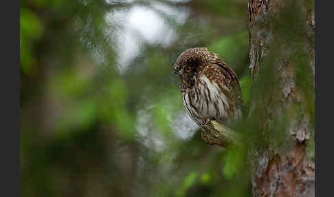 Sperlingskauz (Glaucidium passerinum)