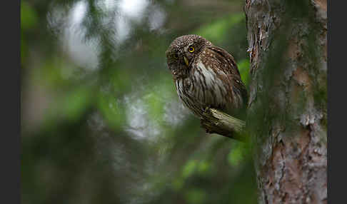 Sperlingskauz (Glaucidium passerinum)