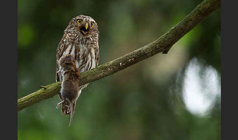 Sperlingskauz (Glaucidium passerinum)