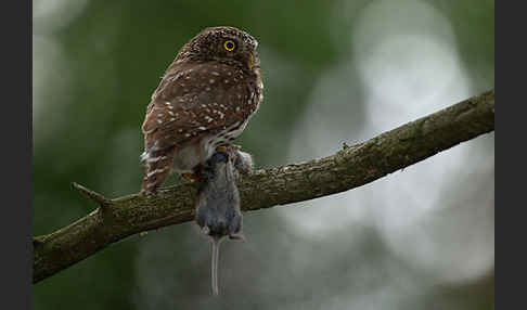 Sperlingskauz (Glaucidium passerinum)