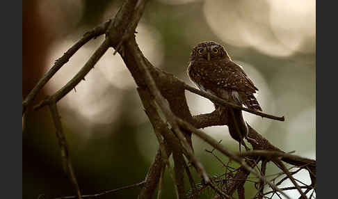 Sperlingskauz (Glaucidium passerinum)