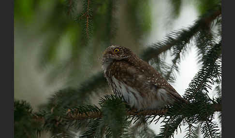 Sperlingskauz (Glaucidium passerinum)