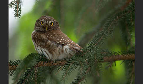 Sperlingskauz (Glaucidium passerinum)