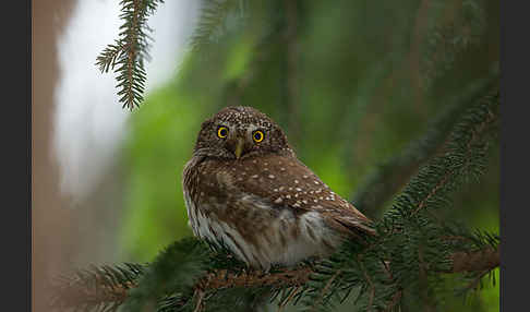 Sperlingskauz (Glaucidium passerinum)