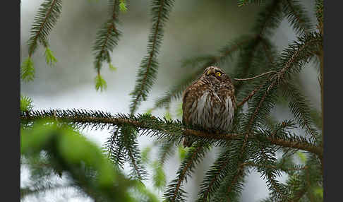 Sperlingskauz (Glaucidium passerinum)