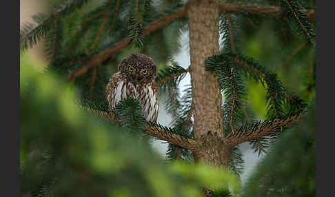 Sperlingskauz (Glaucidium passerinum)