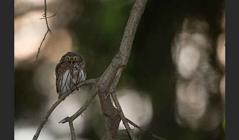 Sperlingskauz (Glaucidium passerinum)