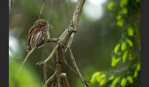 Sperlingskauz (Glaucidium passerinum)