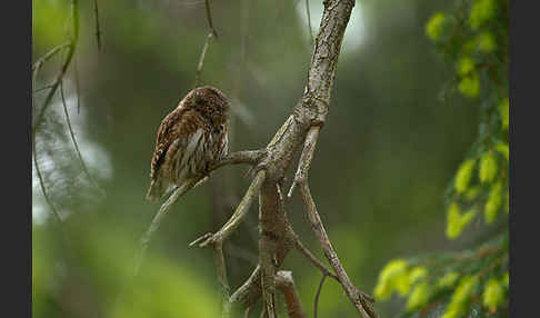 Sperlingskauz (Glaucidium passerinum)