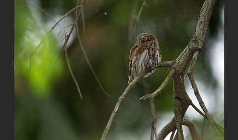 Sperlingskauz (Glaucidium passerinum)