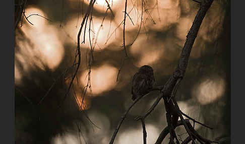 Sperlingskauz (Glaucidium passerinum)