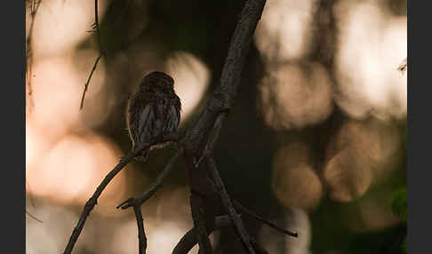 Sperlingskauz (Glaucidium passerinum)