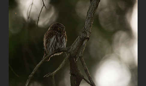 Sperlingskauz (Glaucidium passerinum)