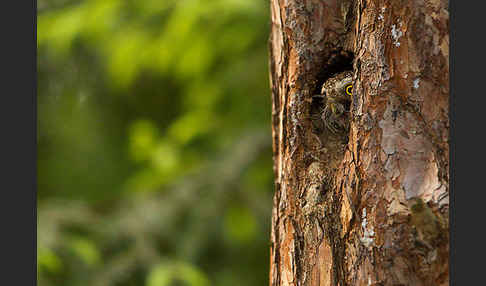 Sperlingskauz (Glaucidium passerinum)