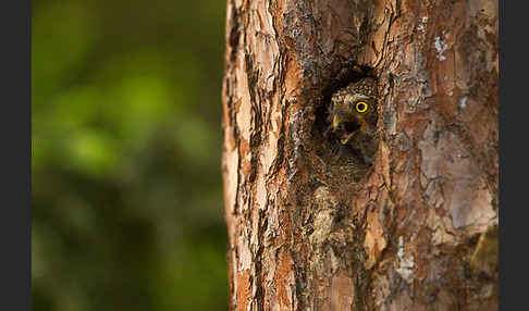 Sperlingskauz (Glaucidium passerinum)