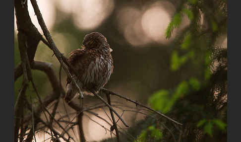 Sperlingskauz (Glaucidium passerinum)