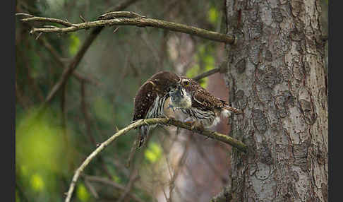 Sperlingskauz (Glaucidium passerinum)