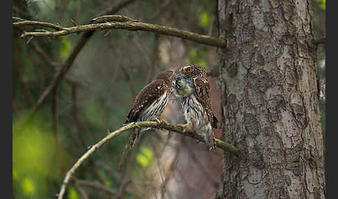 Sperlingskauz (Glaucidium passerinum)