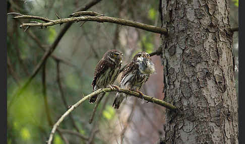 Sperlingskauz (Glaucidium passerinum)