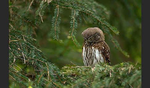 Sperlingskauz (Glaucidium passerinum)