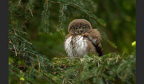 Sperlingskauz (Glaucidium passerinum)