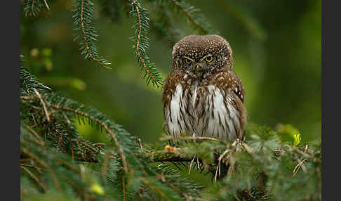 Sperlingskauz (Glaucidium passerinum)